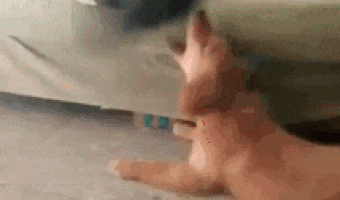 Daring dog