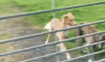 Dog jumps gate comically