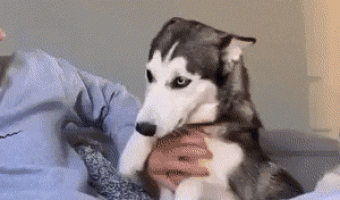 Spoiled dog