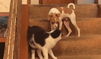 Cat hurts dog