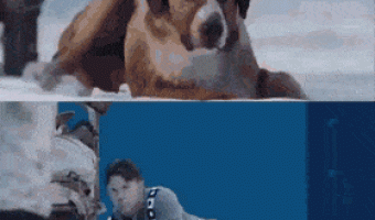 Movie dog