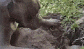 Dog discovers a mole