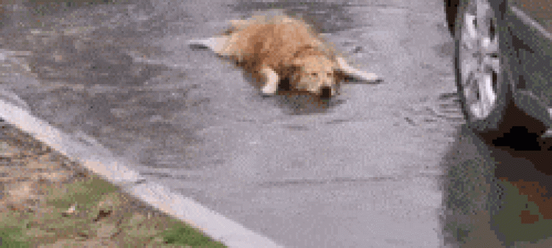 Dog enjoys the rain