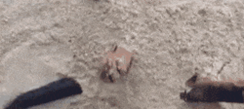 Dog enjoying in the sand