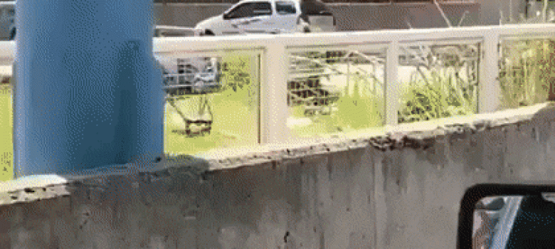 Smart dog with mask