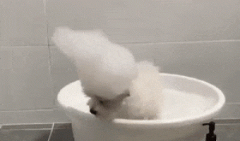 Dog Playing with Soap