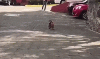Flying Salchica Dog