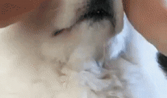 Dog and eyebrows