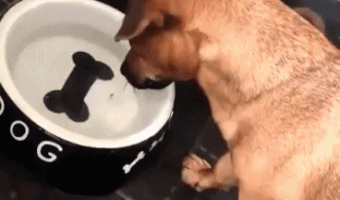 Dog and fake bone