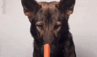 Dog and game with sausage