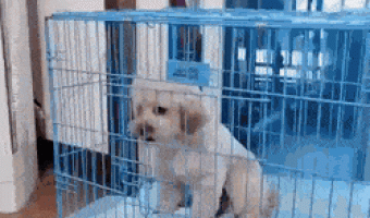 Dog and Fan