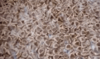 Dogs eating circling