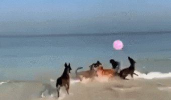 Dogs playing on the beach