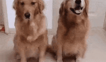 Dogs posing for photo