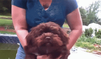 Piranha Dog