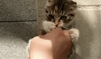 Playing with kitty