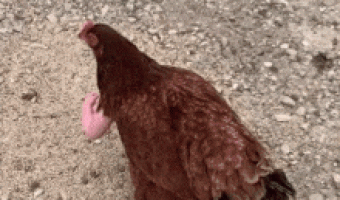 Chicken with arms