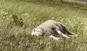 I finally found an animal like me