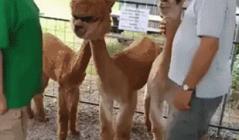 What kind of animal is this?