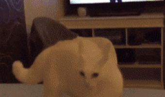 What happened to the cat