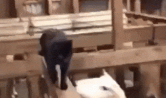 What did this cat believe