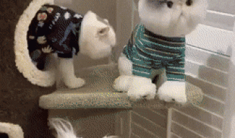 Who is this intruder