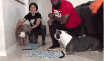 Who can dress the dog faster