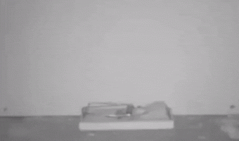 Smart Rats