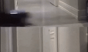 Cat remembering you