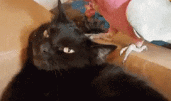 Relaxing the Cat