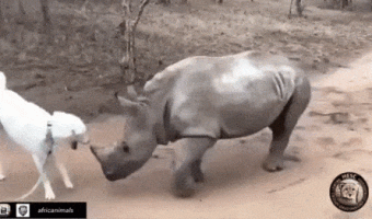 Rhinoceros and dog friends