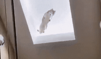 Roof huskies Lords of the sky