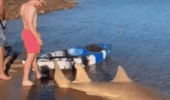 Should you punch a shark in the nose?