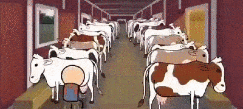Cows and milk