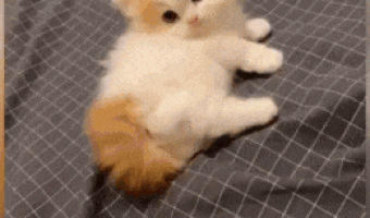 Smol n floof