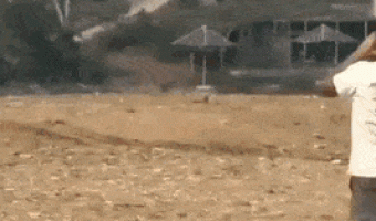 Some people have cats and Dogs