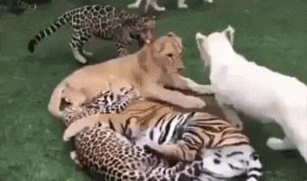 They are just cats being cats