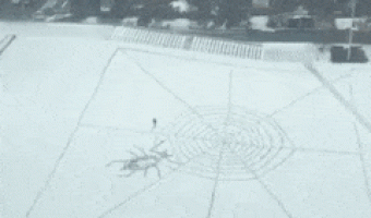 Spider web in snow