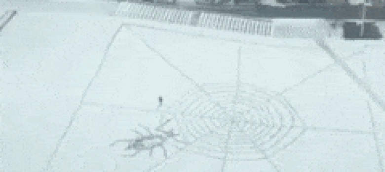 Spider web in snow