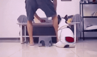 Have a dog, they said