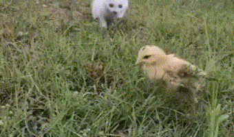 Terrible predator