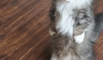 Thanks hooman