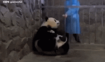 Panda and Food