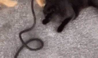 Doggo knew what he was doing