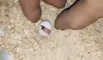 There is nothing more beautiful than a human being helping nature