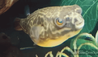 This is how fish sneeze
