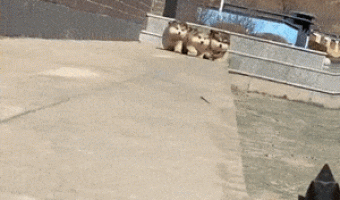 Three dogs falling