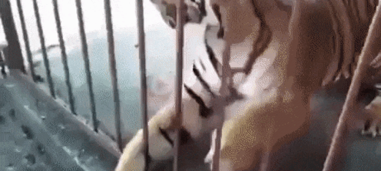 Annoyed Caged Tiger