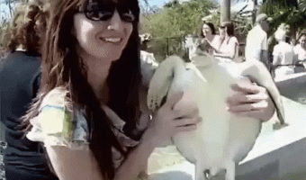 Tortoise and Slap