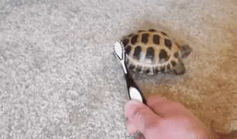 Turtle and brush